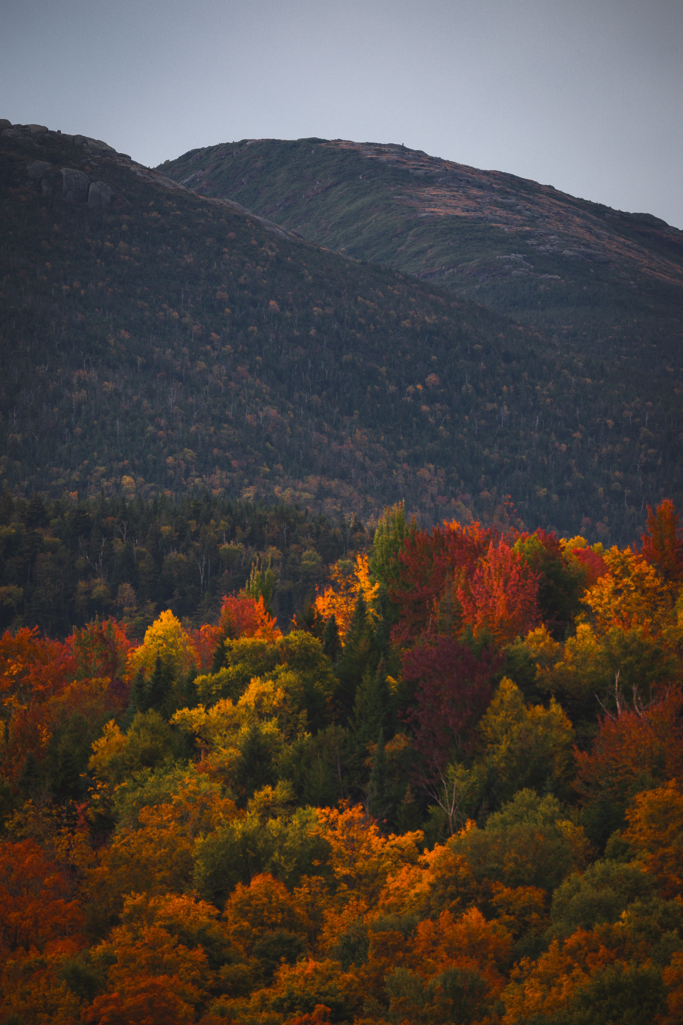 From Heart Lake, a band of glowing autumn trees sits beneath Algonquin and the shoulder of Wright. Heart Lake, Adirondack High Peaks, New York.