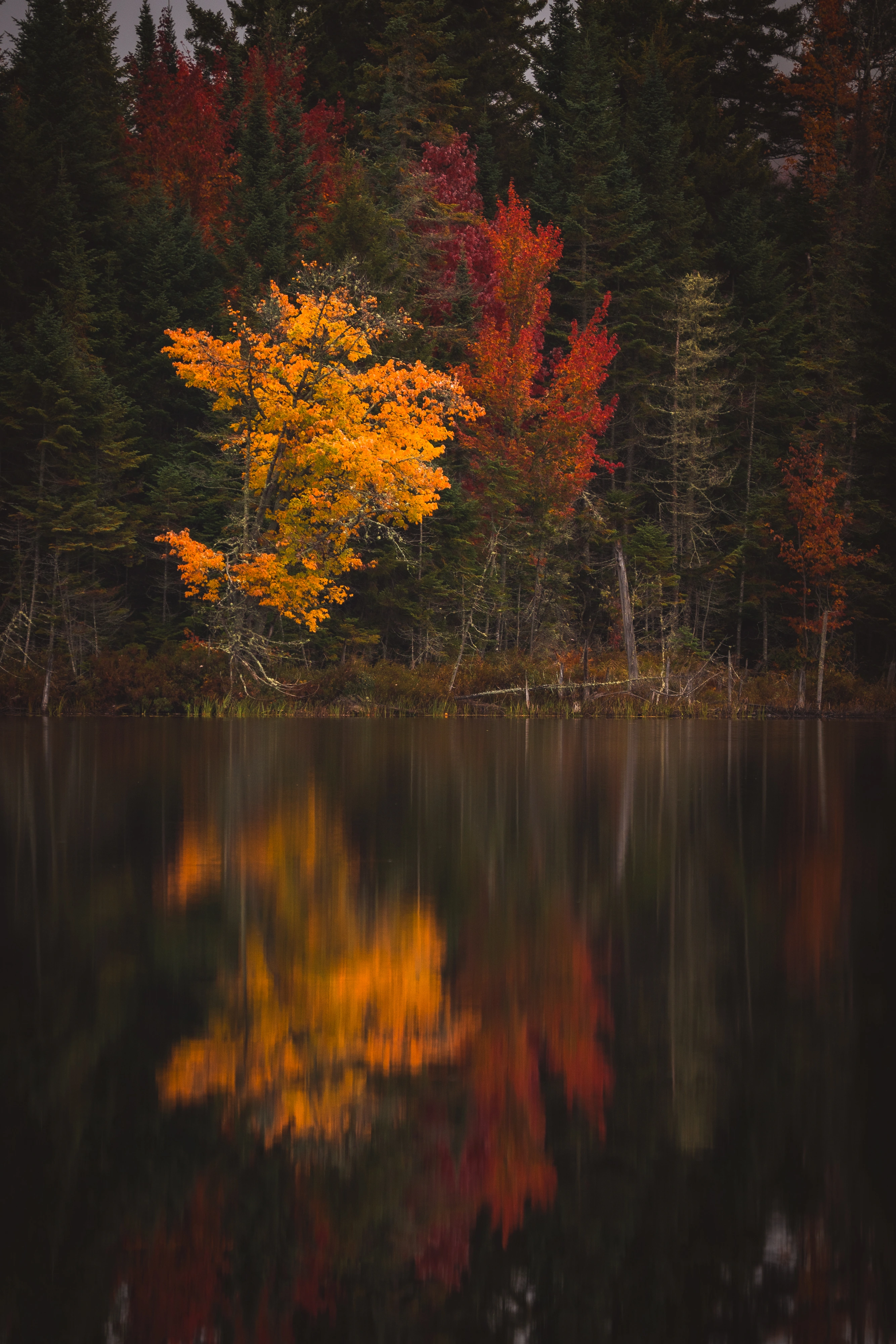 A single yellow maple stands apart from the darker forest at the edge of Boreas Ponds. Boreas Ponds, Adirondack High Peaks, New York.