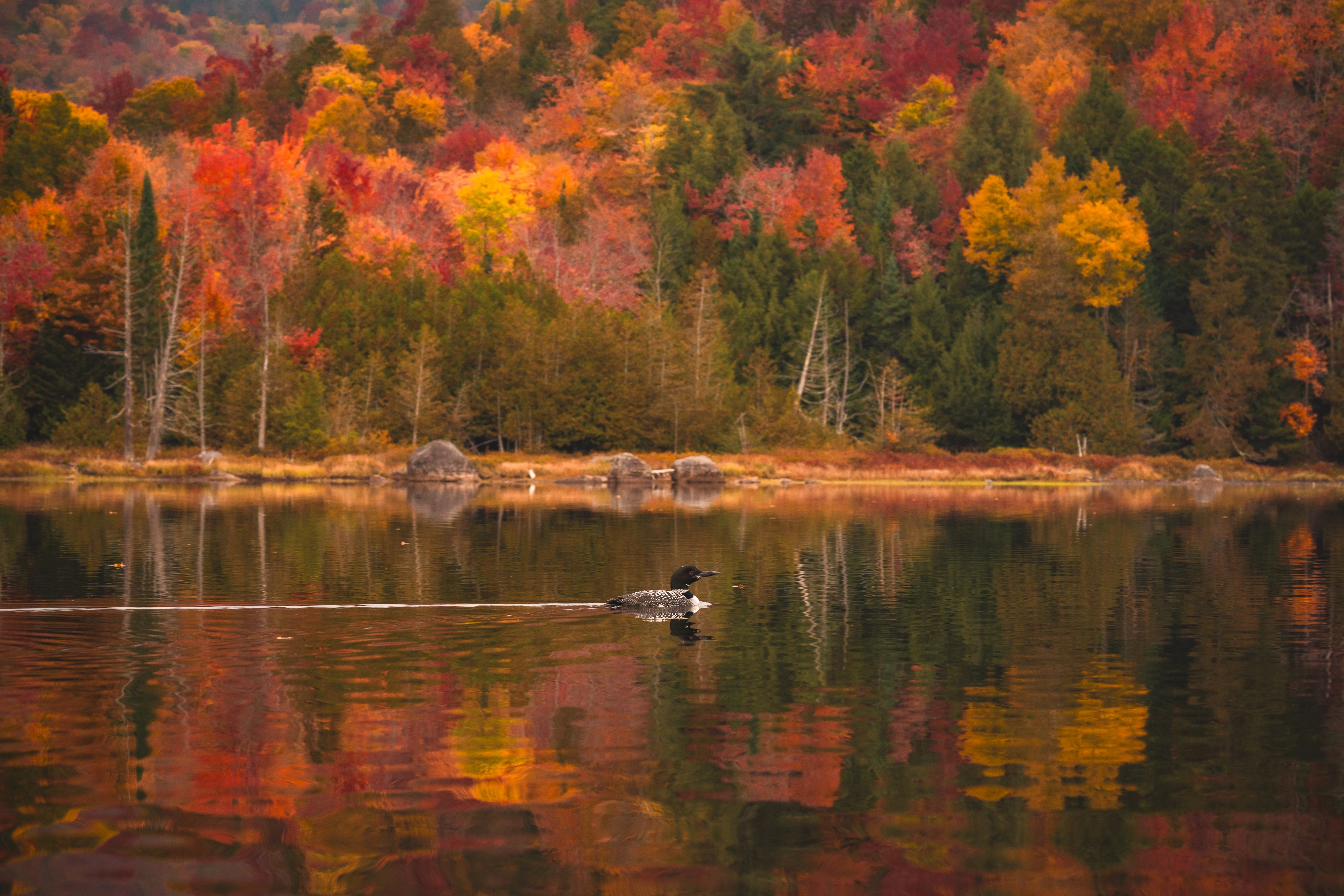 A loon crosses Henderson Lake beneath a shoreline bright with autumn color. Henderson Lake, Adirondack High Peaks, New York.