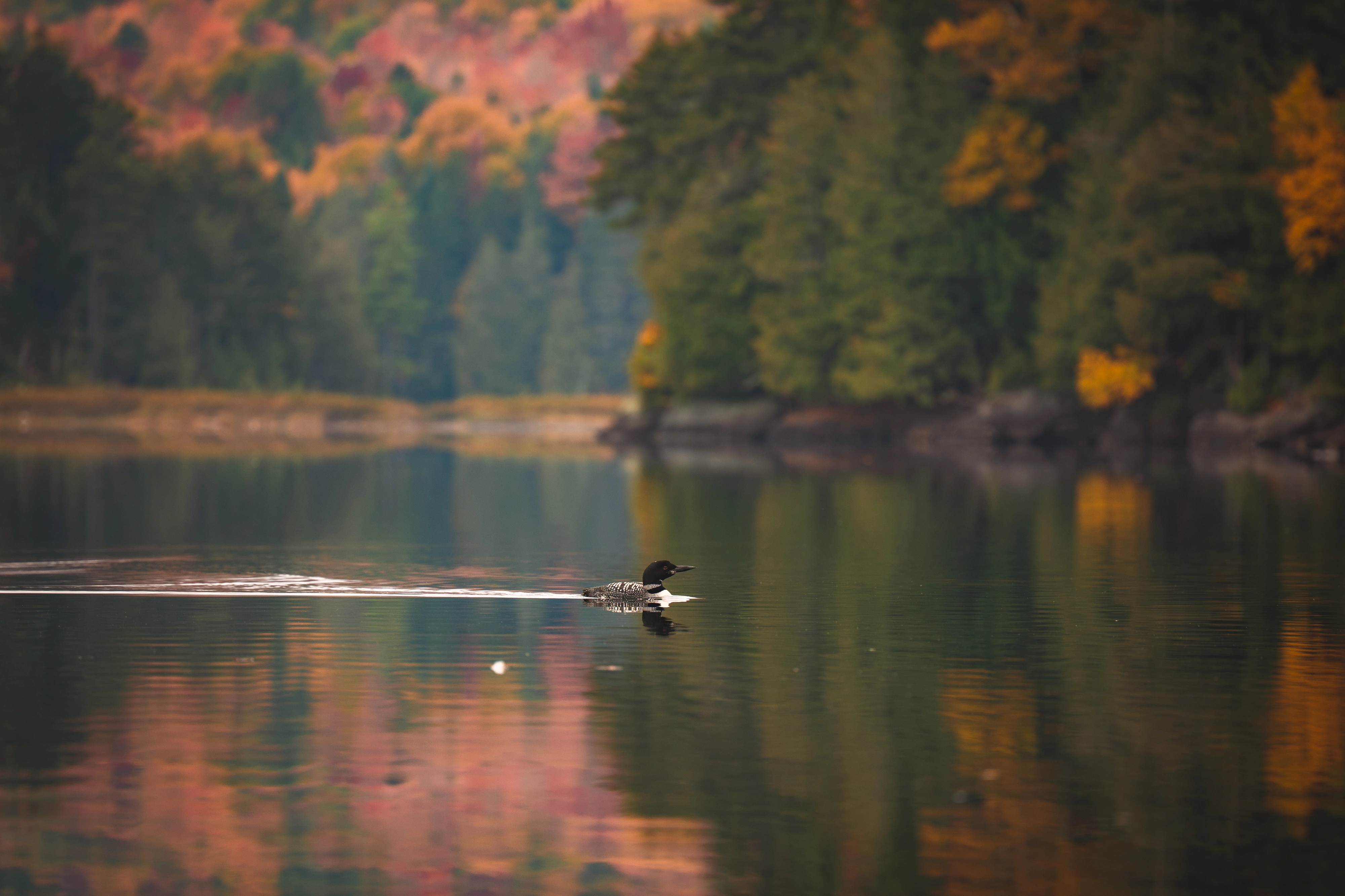 A loon glides past reflected reds and golds on Henderson Lake. Henderson Lake, Adirondack High Peaks, New York.