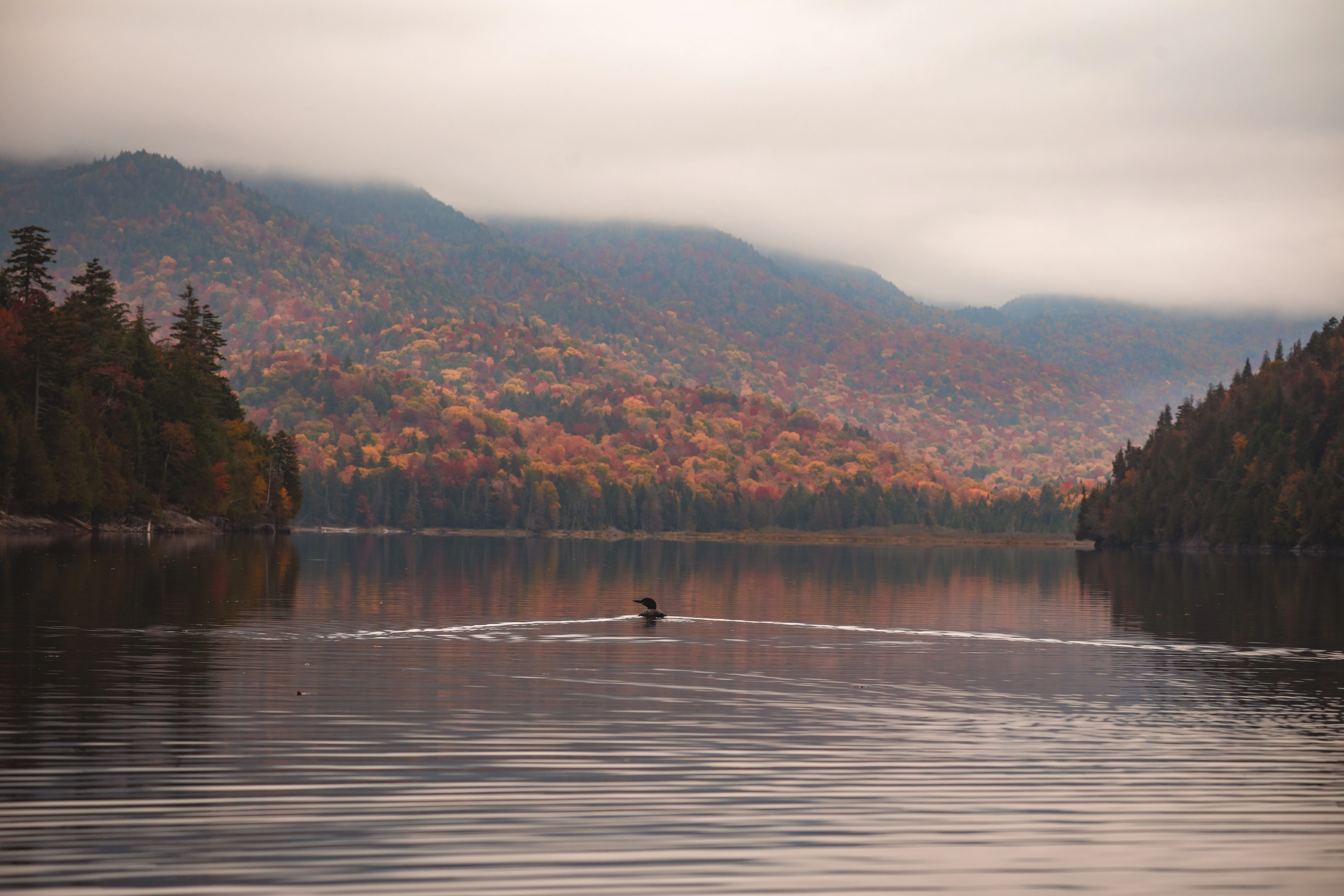 A lone loon moves into the open water of Henderson Lake beneath a muted autumn hillside. Henderson Lake, Adirondack High Peaks, New York.