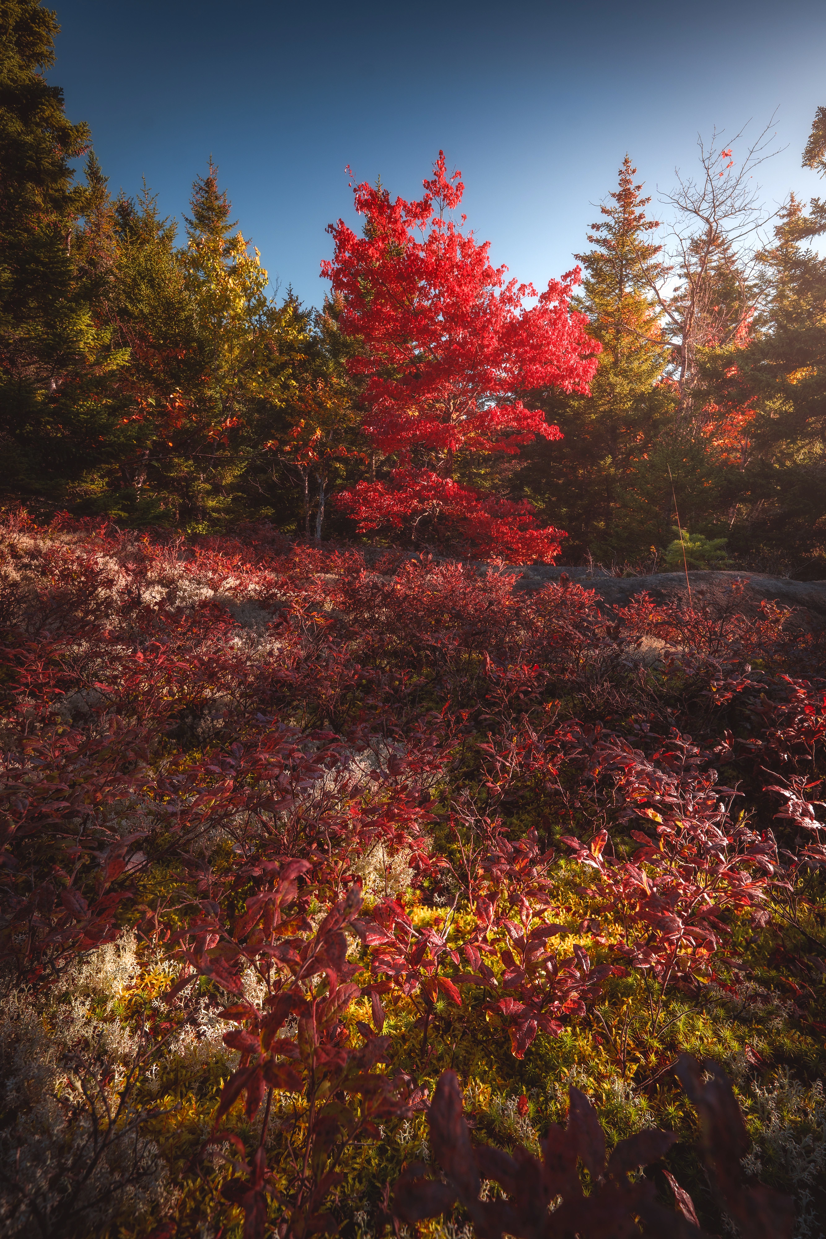 A red maple catches the sunlight above a carpet of crimson low-growing foliage and pale lichen. Giant Mountain region, Adirondacks, New York.