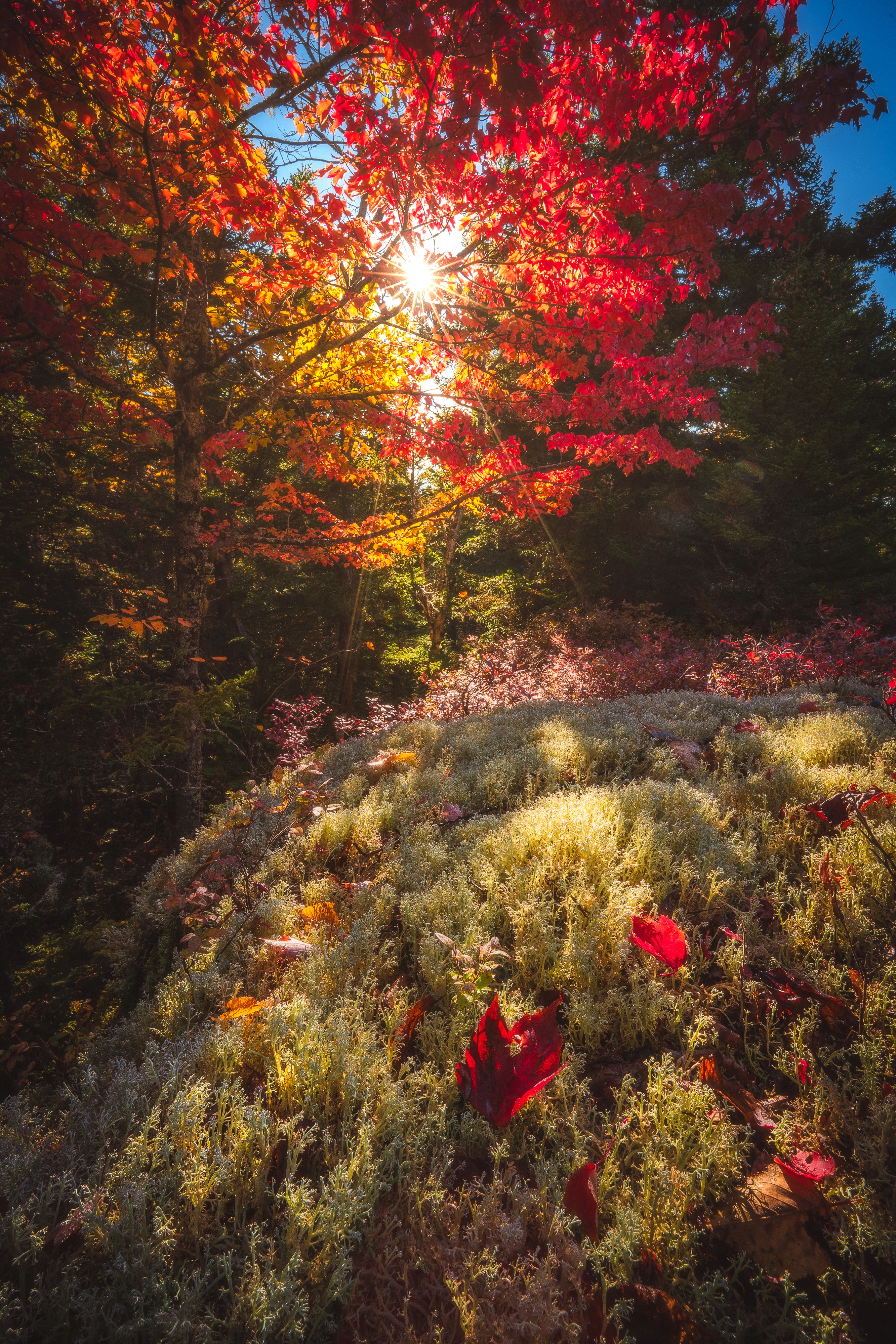 Sunlight shines through the red maple above cushions of pale, branching lichen. Giant Mountain region, Adirondacks, New York.