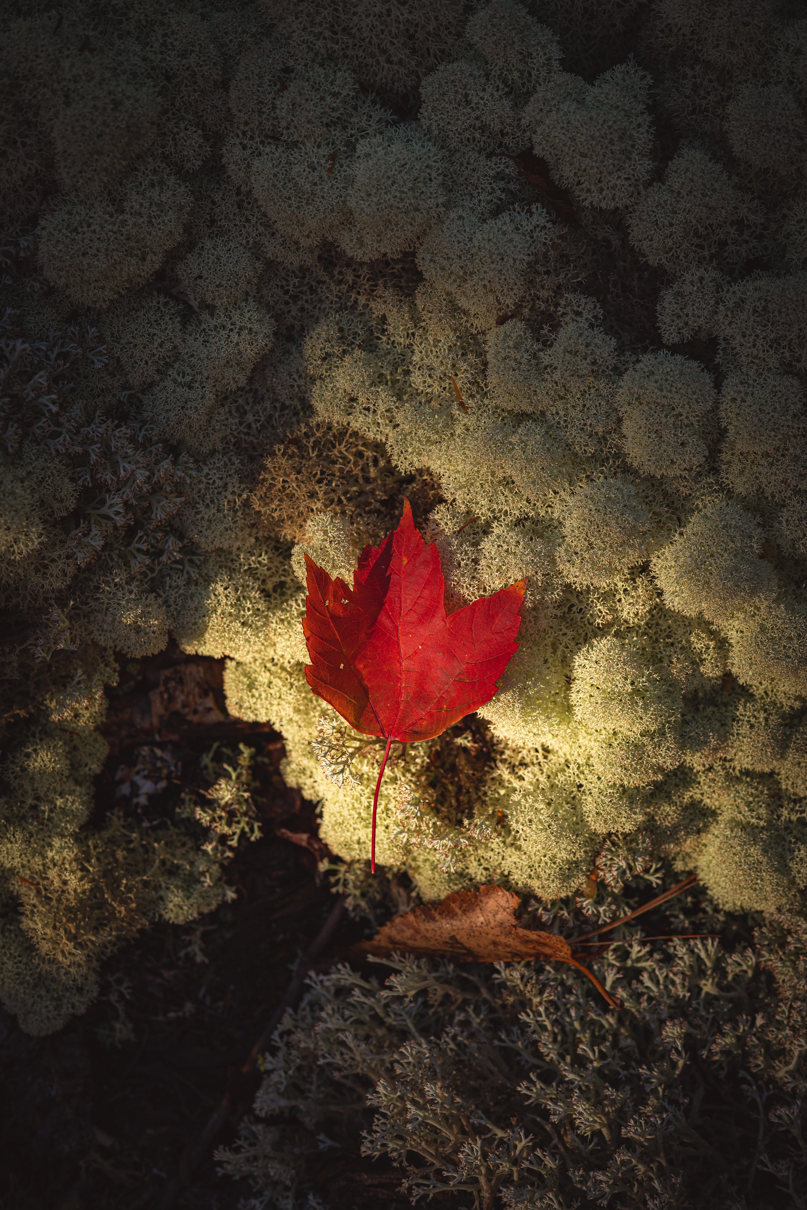 One red maple leaf rests on a pale cushion of branching lichen. Giant Mountain region, Adirondacks, New York.
