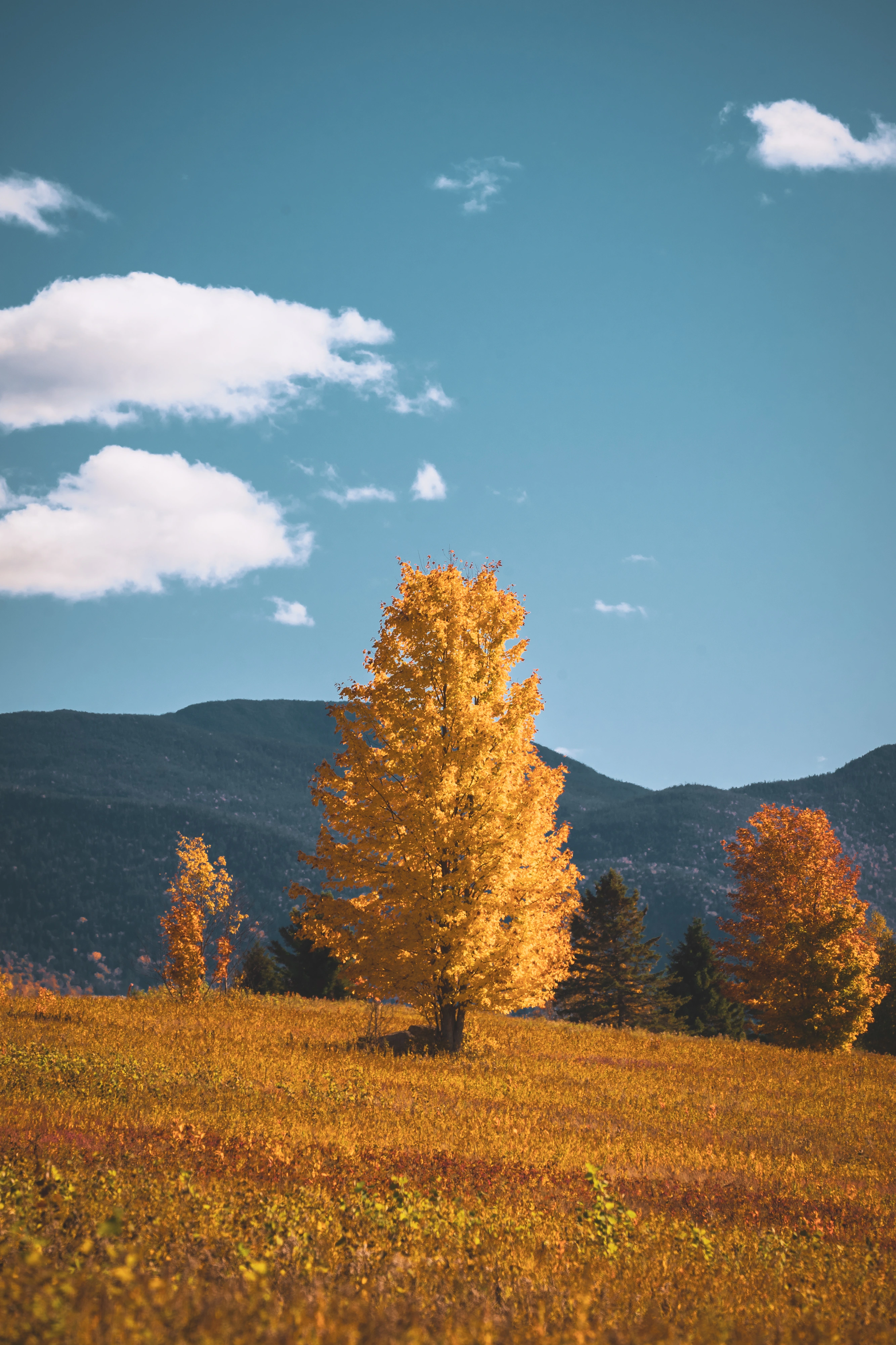 A yellow maple stands in the golden meadow of the Plains of Abraham off Adirondack Loj Road. Plains of Abraham, Adirondack Loj Road, Adirondack High Peaks, New York.
