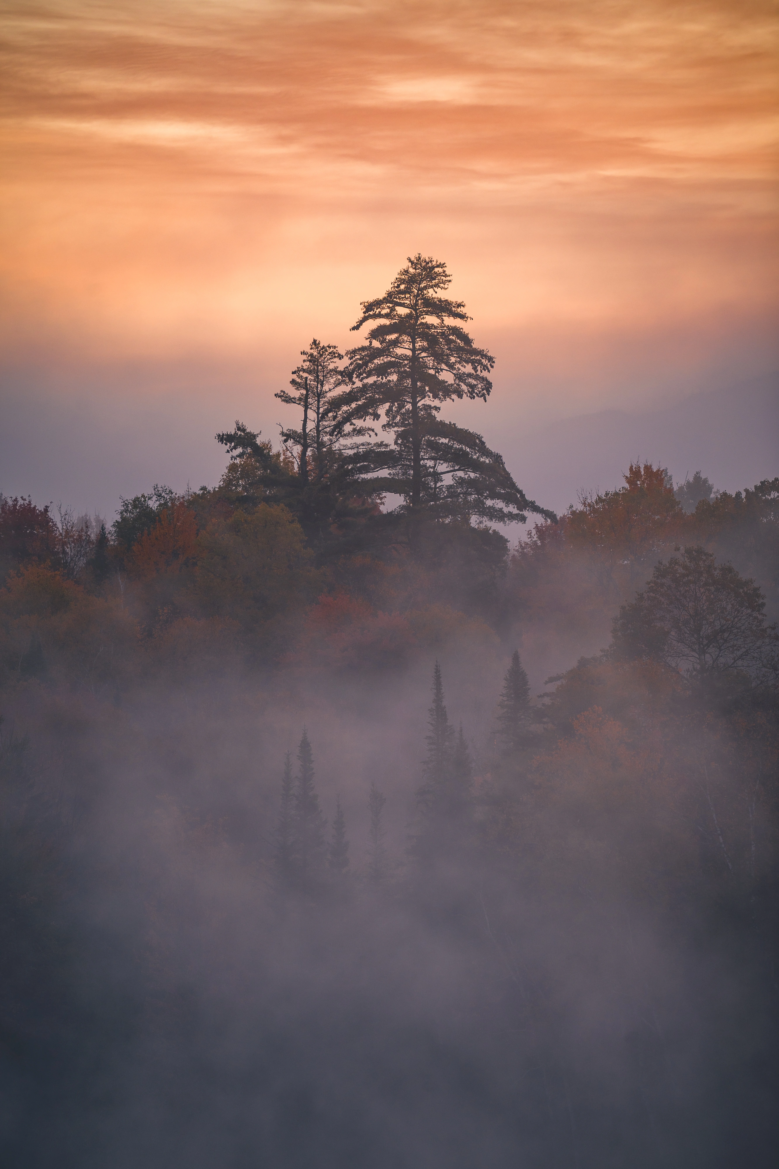 A tall pine stands among layers of trees beneath the early morning sky. Connery Pond, Whiteface Mountain region, Adirondacks, New York.