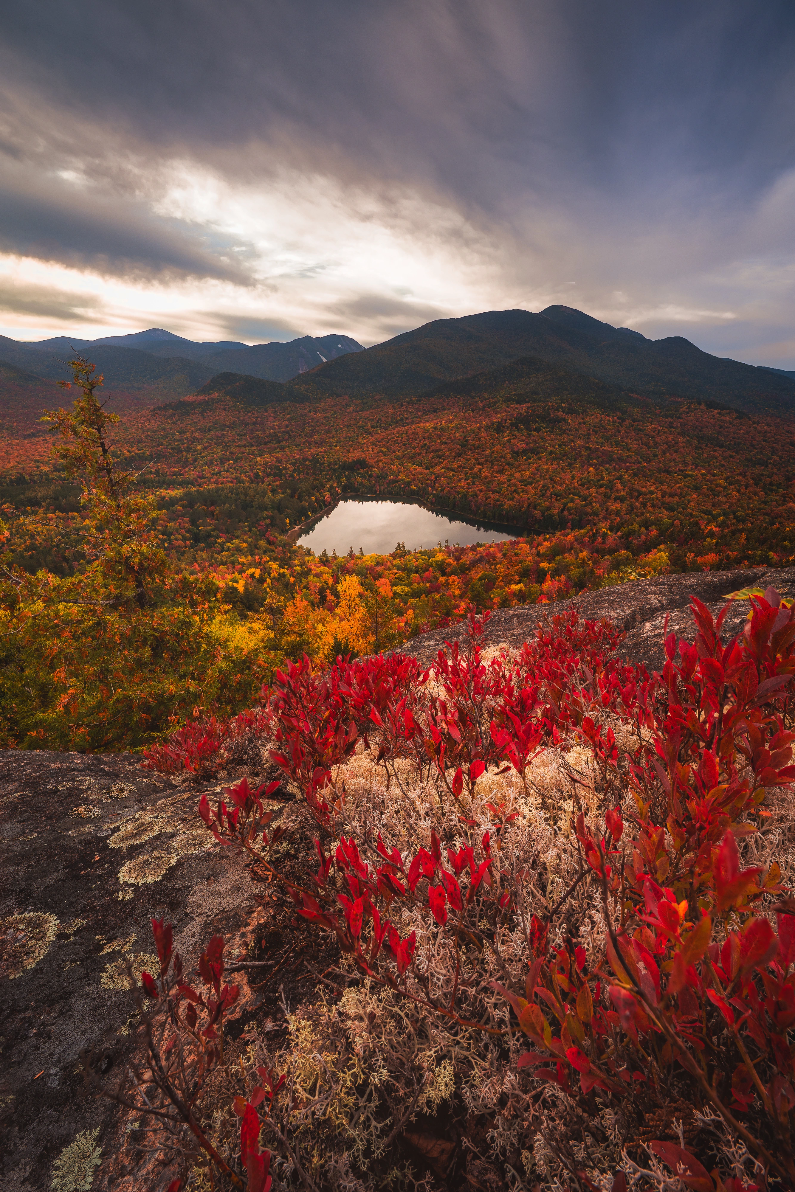 Red blueberry-family foliage, pale lichen, and rock lead from Mount Jo toward Heart Lake and the High Peaks. Mount Jo, Adirondack High Peaks, New York.