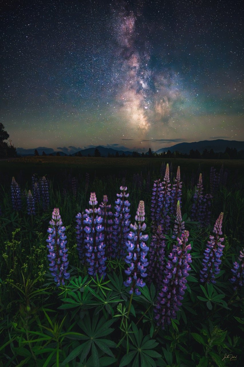 Milky Way Rising over Lupine Field