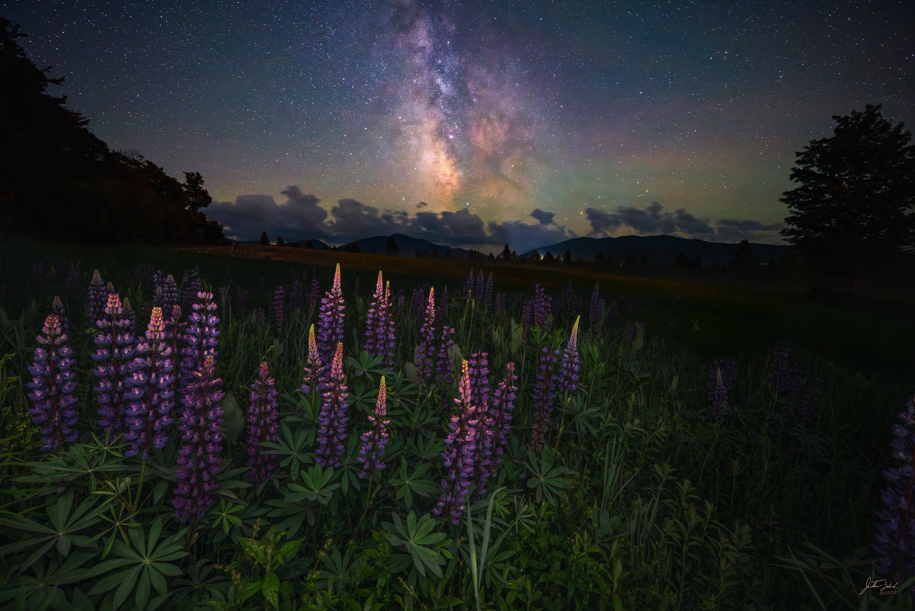 Lupine Field beneath the Milky Way