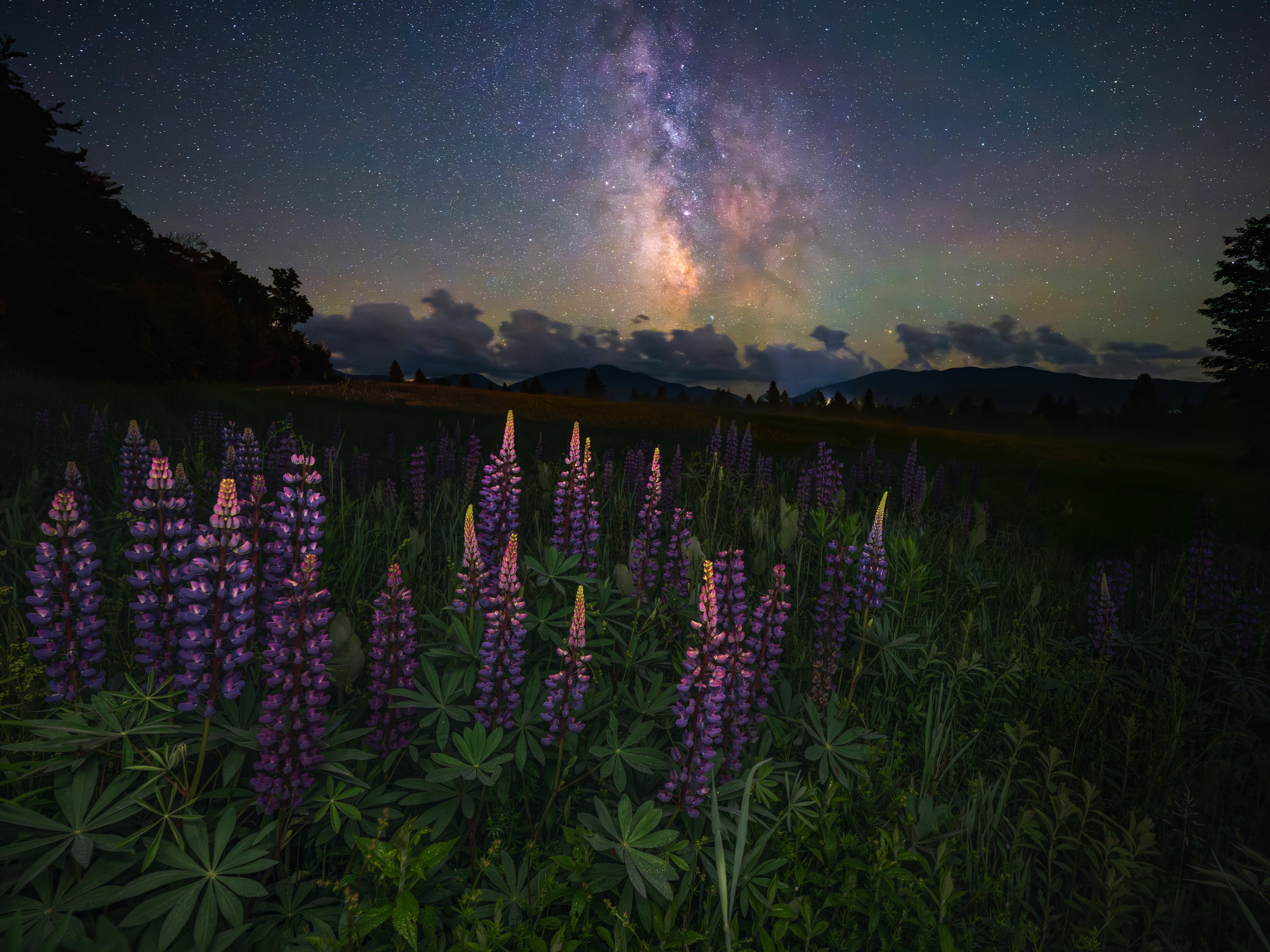 Lupine underneath the Milky Way