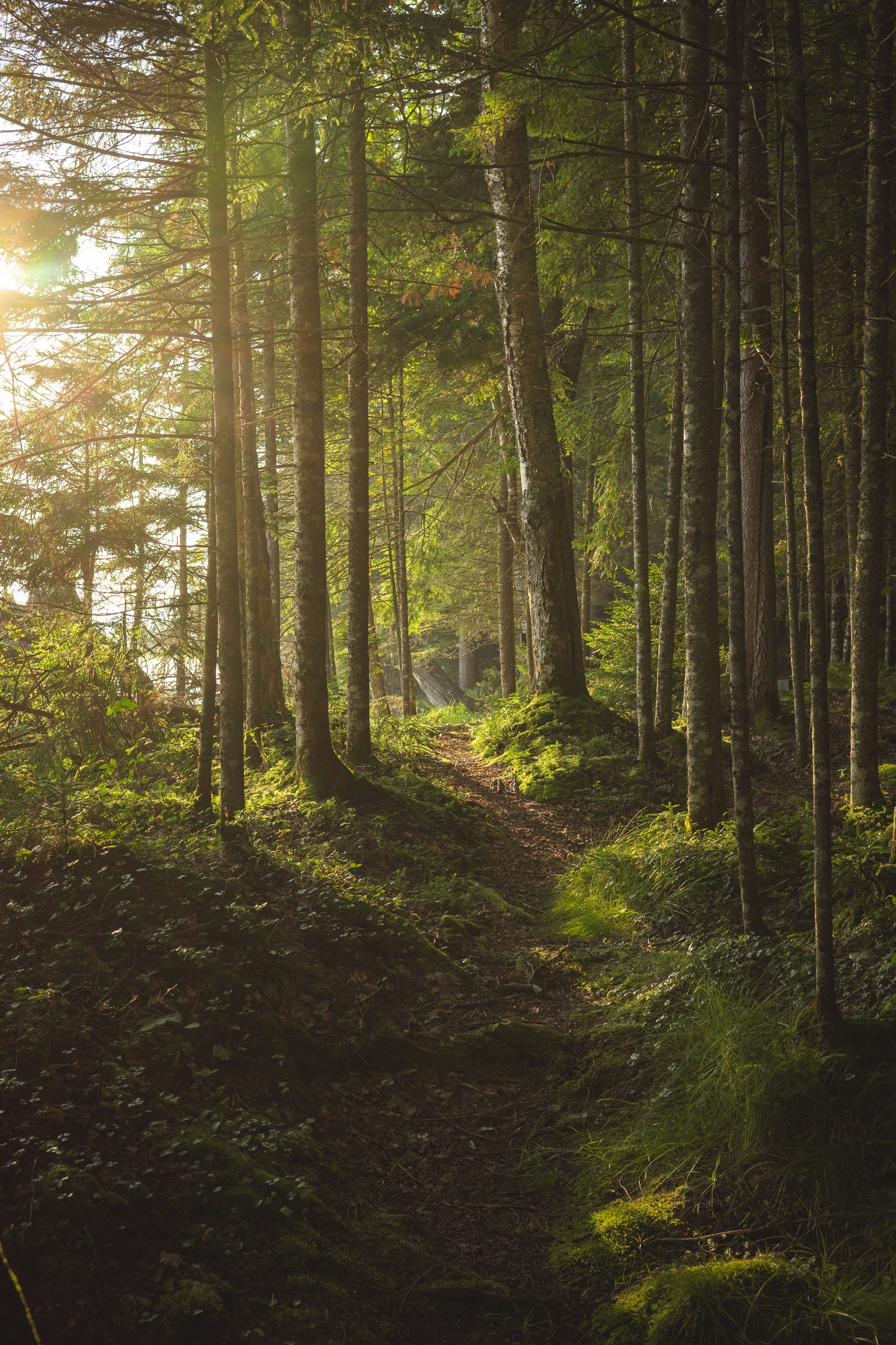 Sunlit Forest Path in the Adirondacks