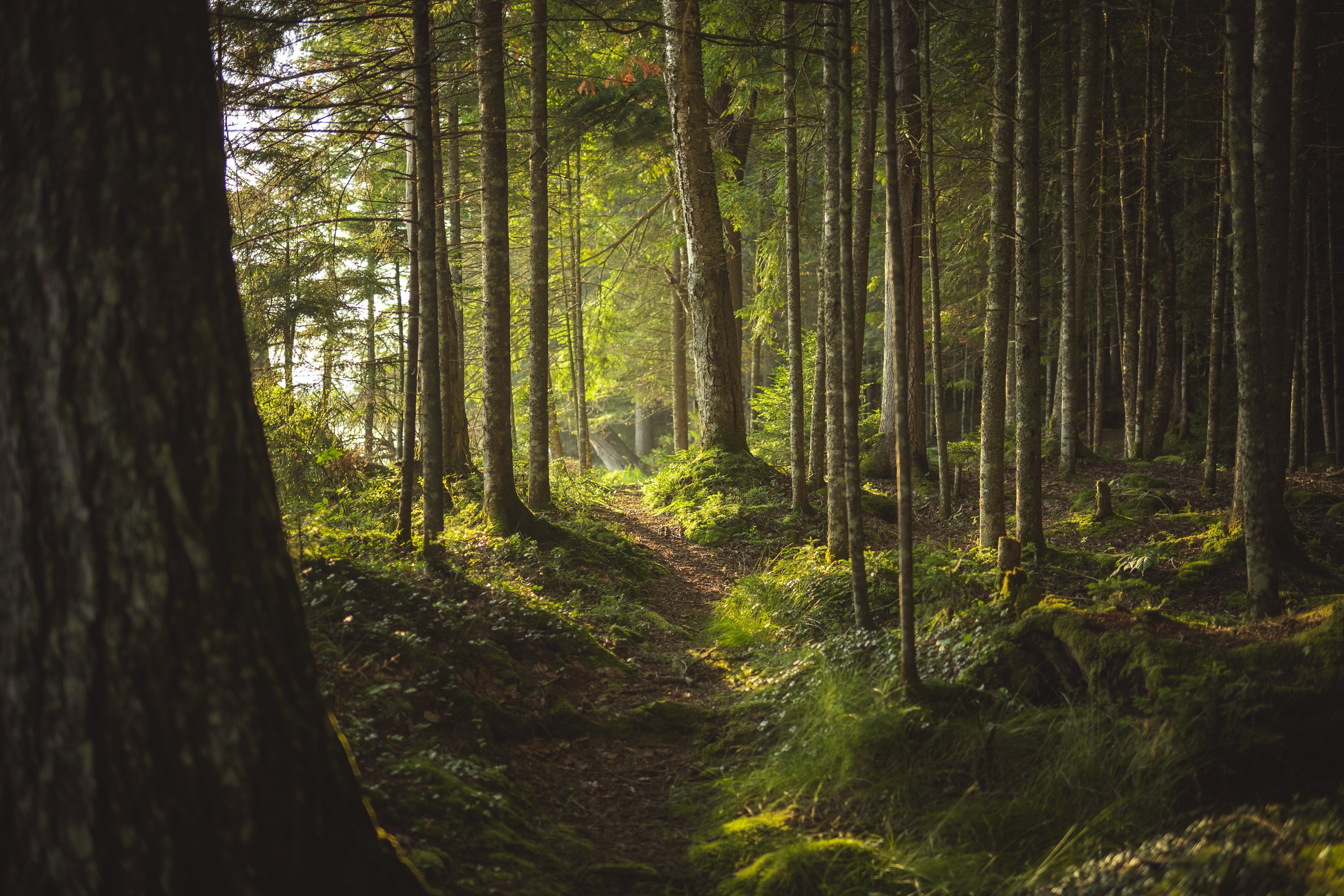 Morning in an Adirondack Forest