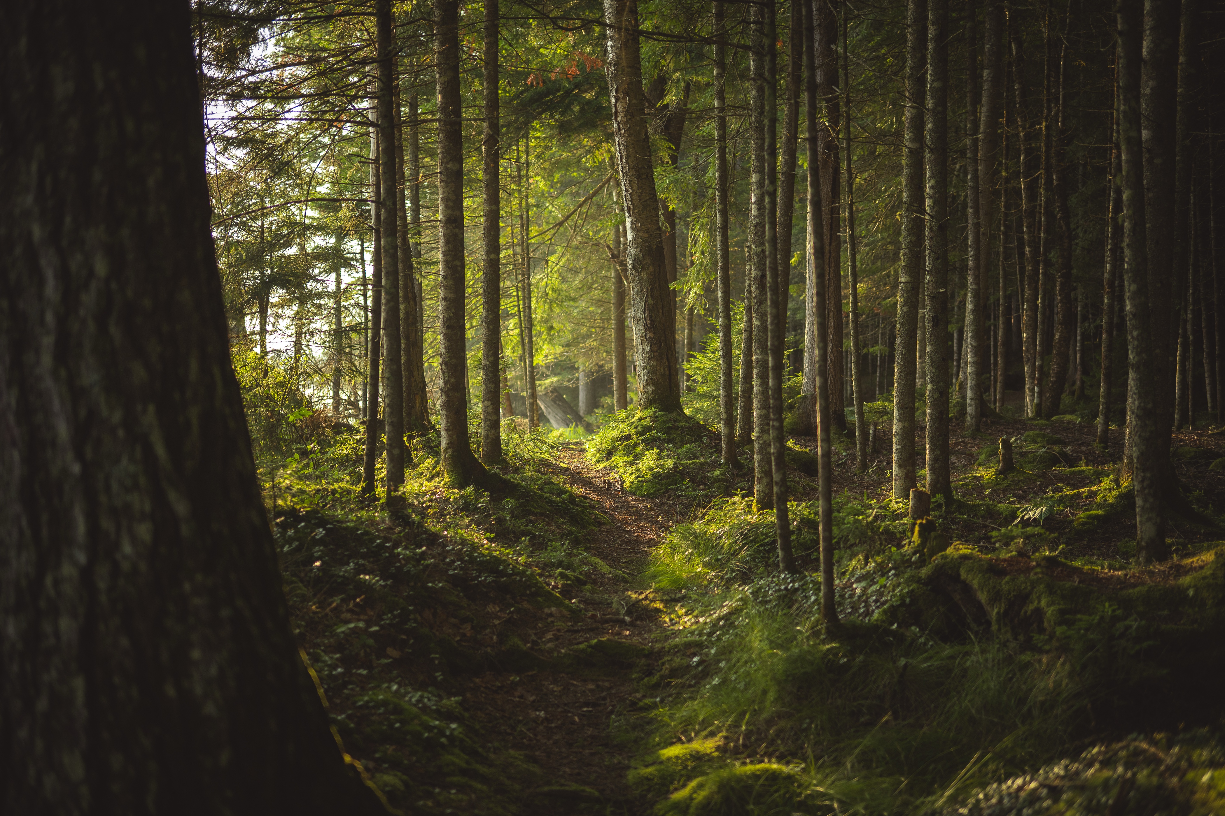 Peaceful Morning in an Adirondack Forest