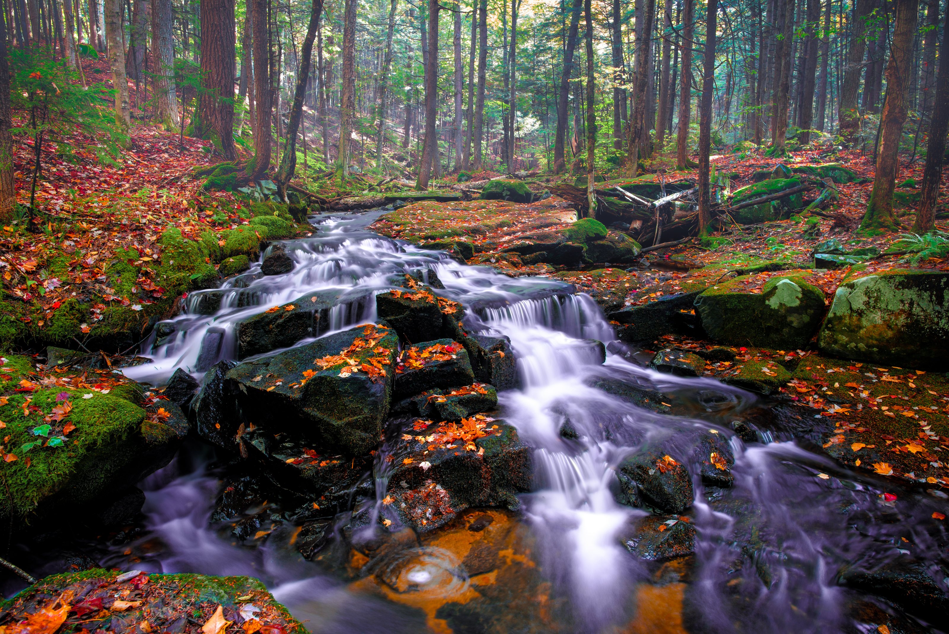 Autumn Light on Shanty Bottom Brook