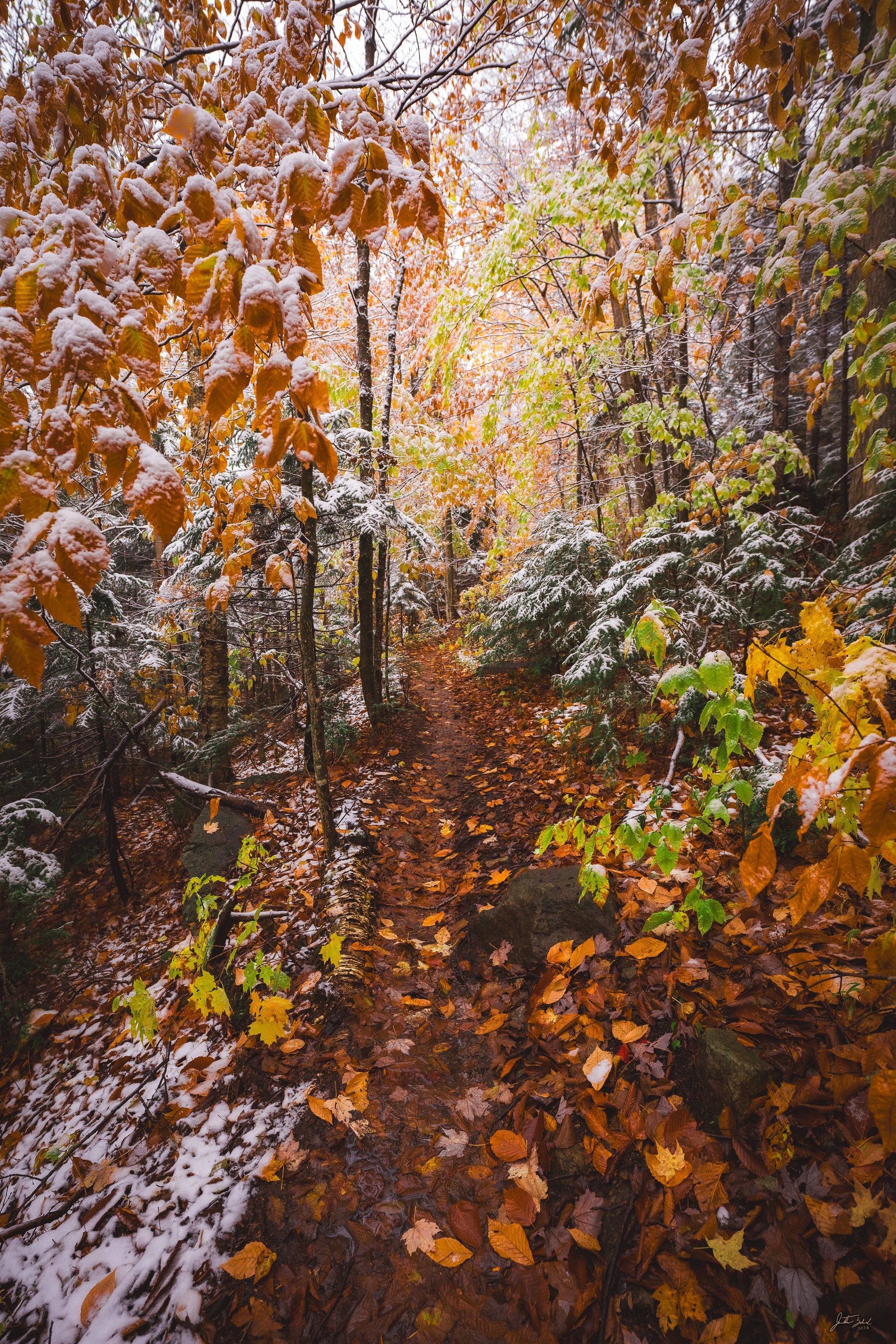 Snow and Foliage near Santanoni