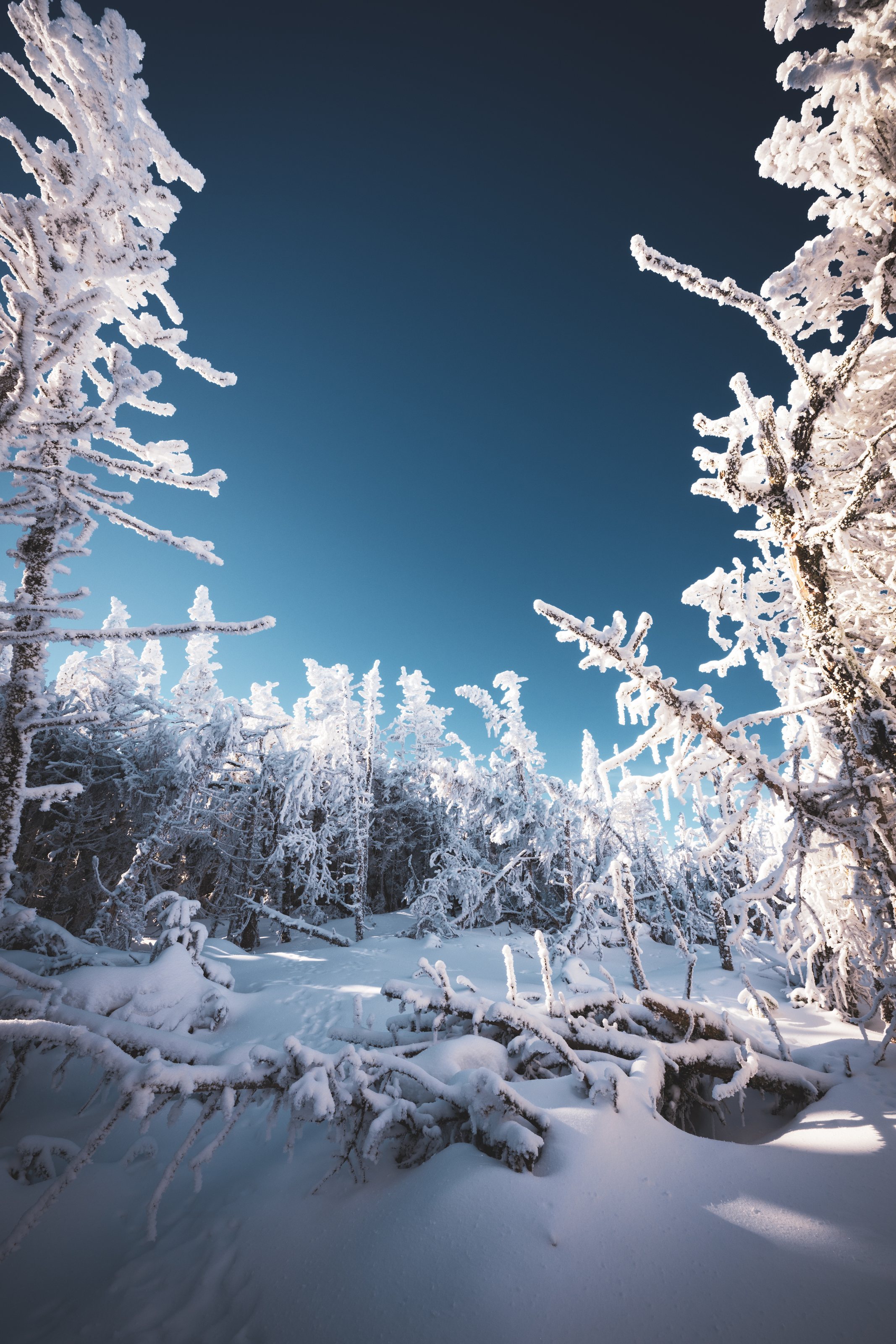 Snowy Forest near Nippletop Summit