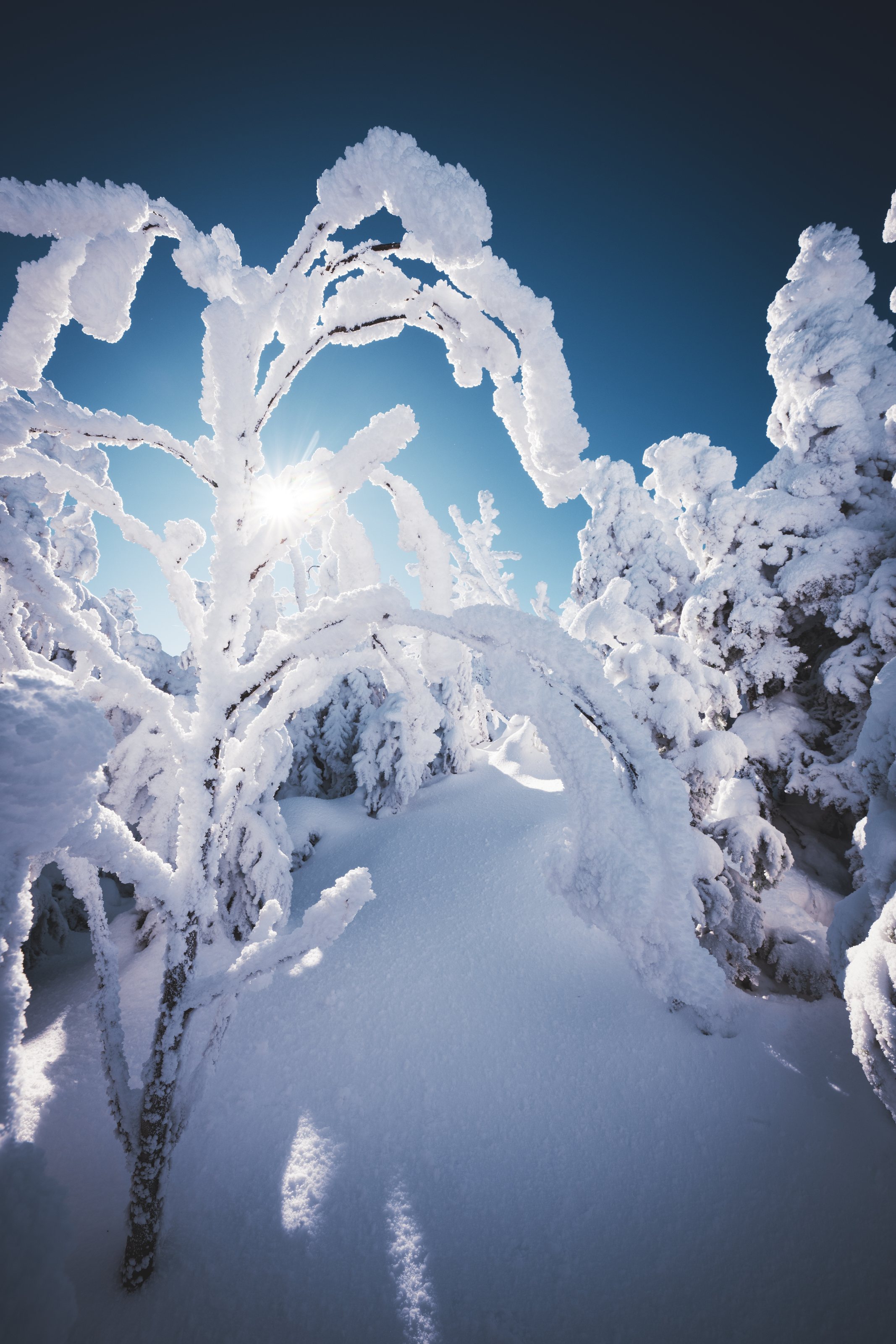Snow-Covered Trees near Nippletop