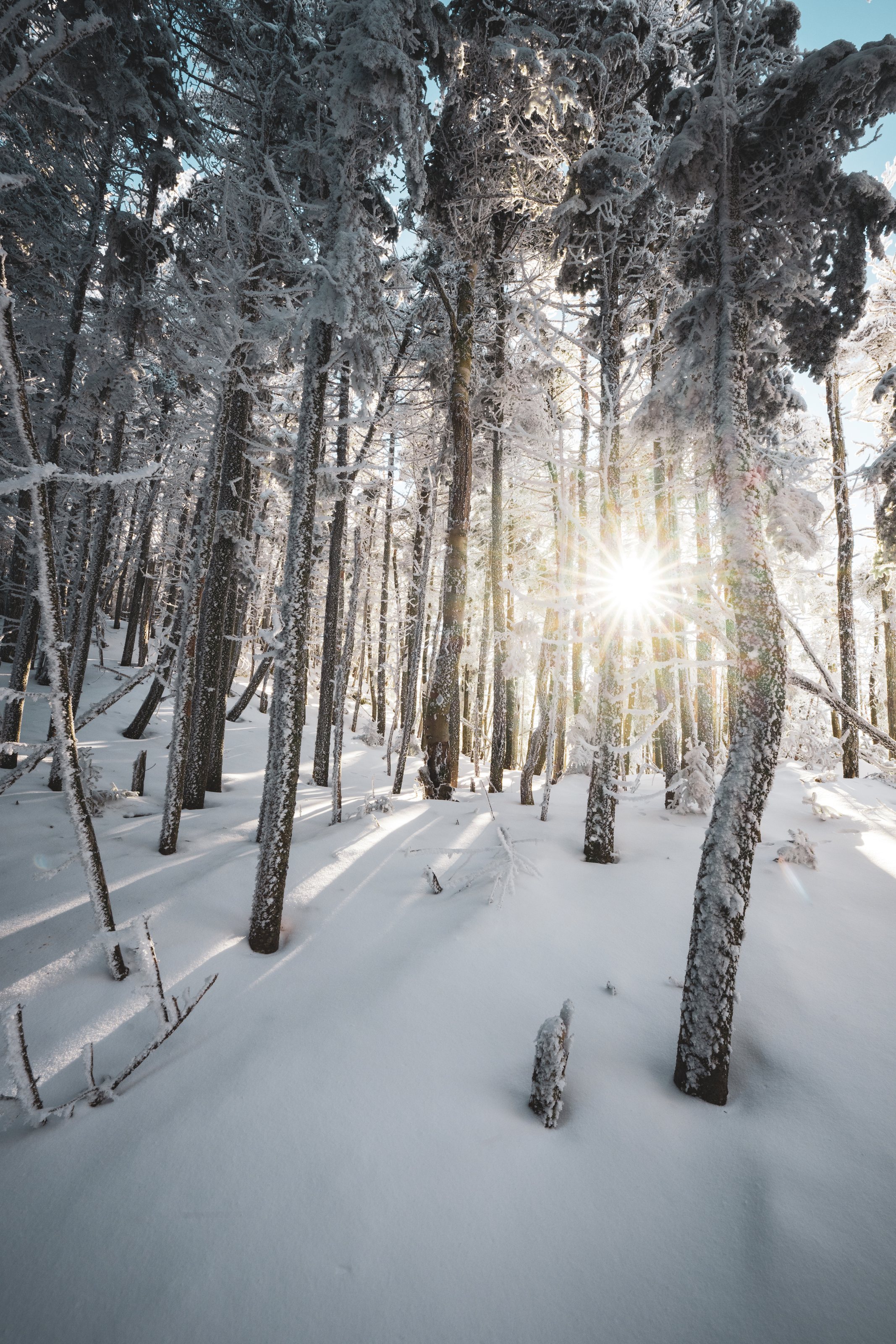 Sunlight through Trees near Nippletop