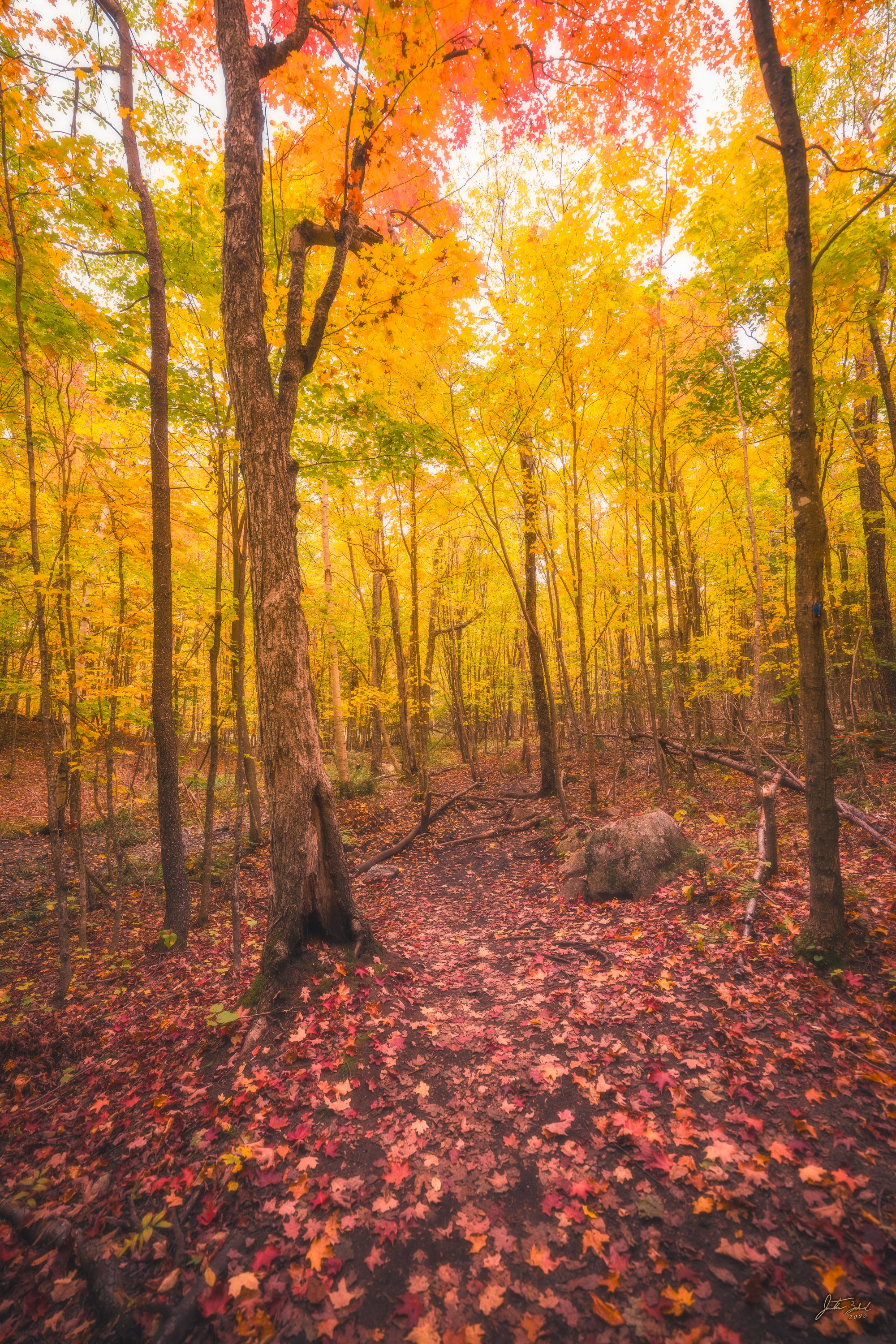 Tranquil Autumn Forest in Morning Light