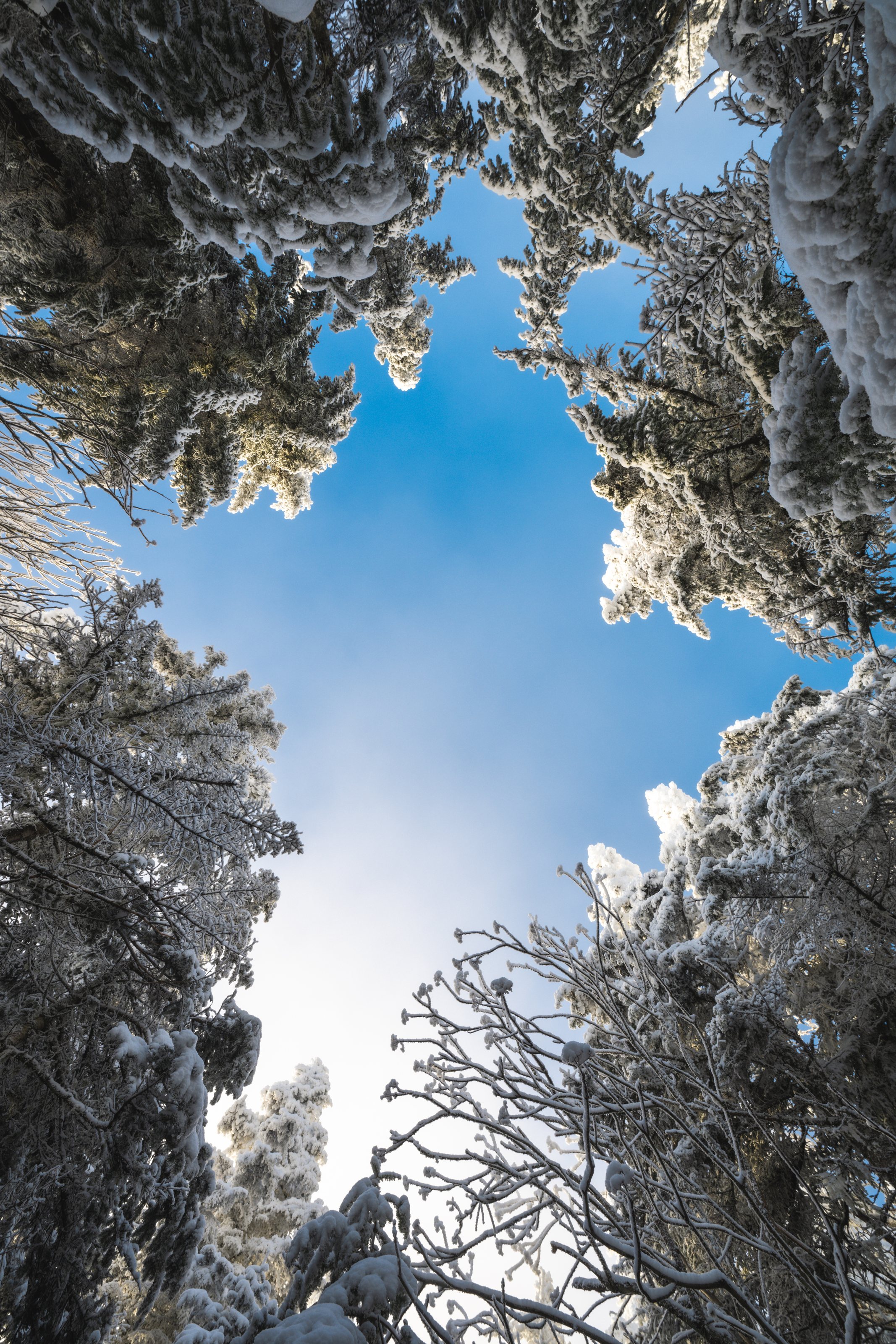 Winter Trees near Dial Mountain